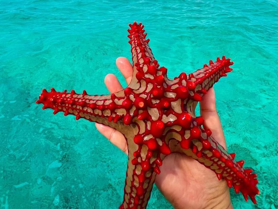 Starfish zanzibar